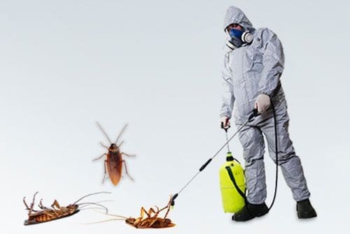 pest control services in dhaka